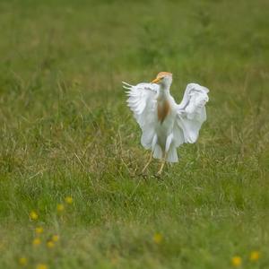 Cattle Egret