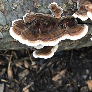 Turkey-tail