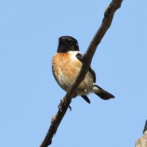 European stonechat