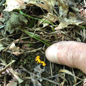 Chanterelle, Common