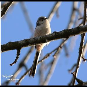 Long-tailed Tit