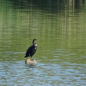 Great Cormorant