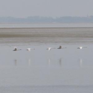 Mute Swan