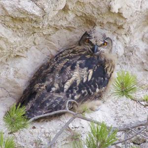 Eurasian Eagle-owl