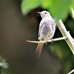 Black Redstart