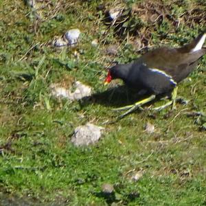 Common Moorhen