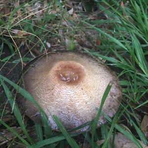 Partridge Mushroom