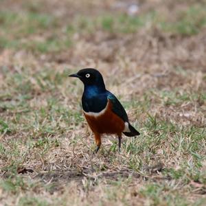 Superb Starling