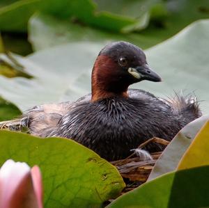 Little Grebe