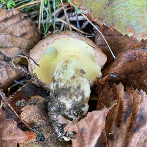 Dotted-stalk Bolete