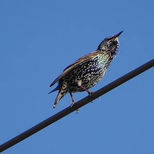 Common Starling