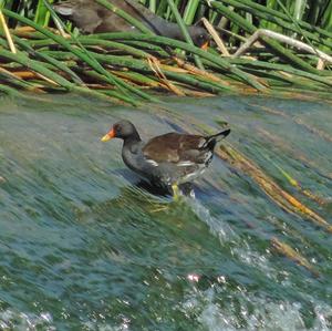 Common Moorhen