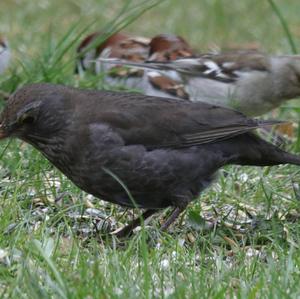 Eurasian Blackbird