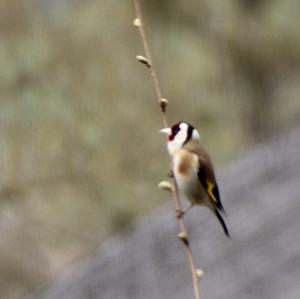 European Goldfinch