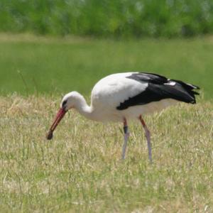 White Stork