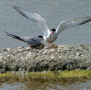 Common Tern