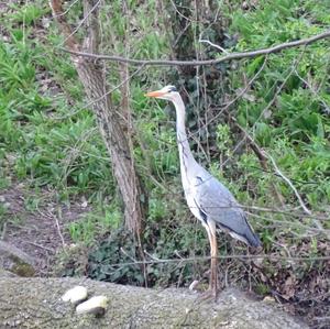 Grey Heron