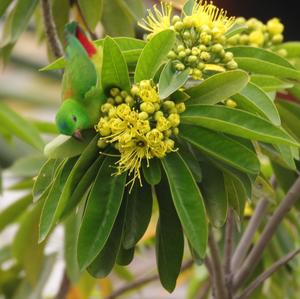 Blue-crowned Hanging-parrot