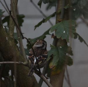 Brambling