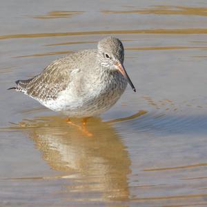 Common Greenshank