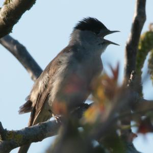 Blackcap