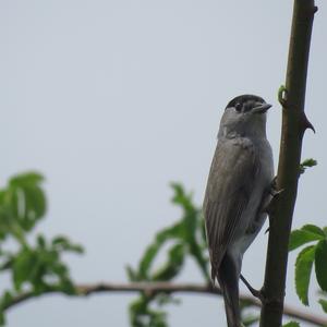 Blackcap