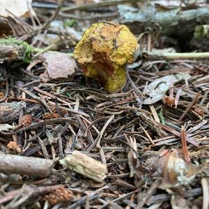 Dotted-stem Bolete