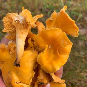 Chanterelle, Common