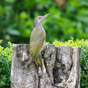 Eurasian Green Woodpecker