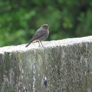 Black Redstart