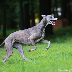 Greyhound