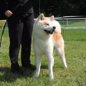 Akita Inu