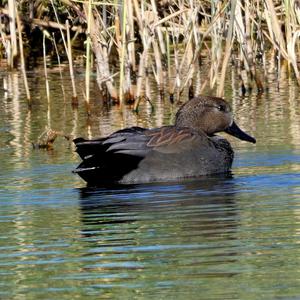 Gadwall