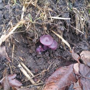 Amethyst Deceiver