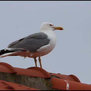 Yellow-legged Gull