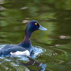 Tufted Duck