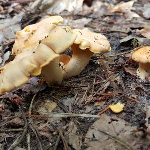 Chanterelle, Common