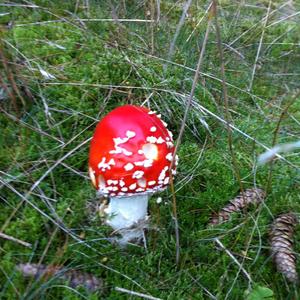 Fly Agaric