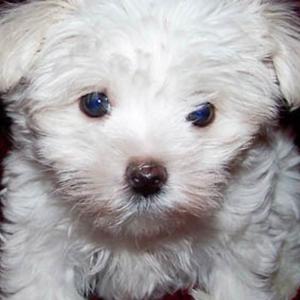 Unknown Breed
