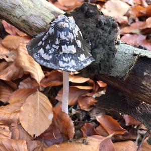 Magpie Ink-cap