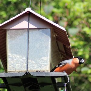 Eurasian Bullfinch