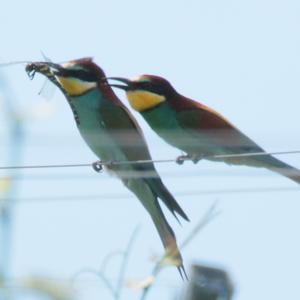 European Bee-eater