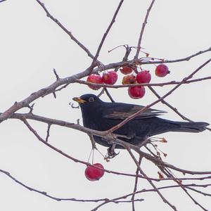 Eurasian Blackbird