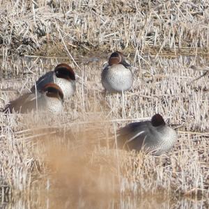 Common Teal