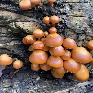 Changing Pholiota