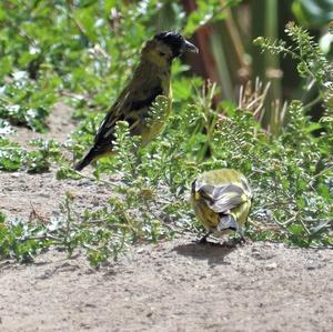 Andean Siskin