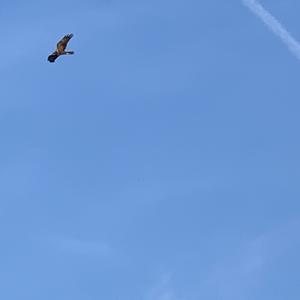 Red Kite