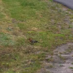 Eurasian Hoopoe