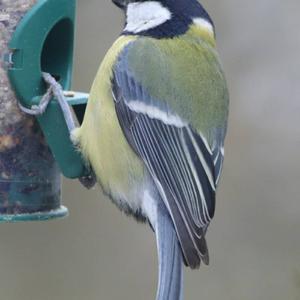 Great Tit