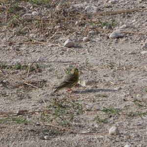 European Serin